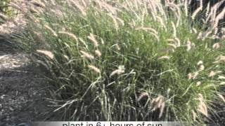 Pennisetum orientale Oriental Fountain Grass [upl. by Glynda]