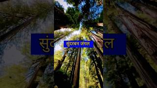 Sundarban Jungle kahan sthit hai kya hota agar Sundarban Jungle nahin hota amazing facts [upl. by Anwahsed]