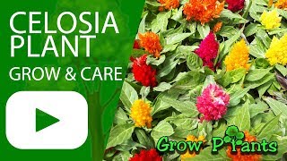 Celosia plant  grow care amp eat Cocks comb [upl. by Stedmann]