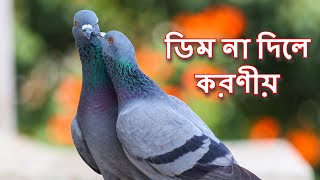 kobutor dim na parar karon কবুতর ডিম না দিলে করণীয়কবুতর ডিম পারে না যে কারণেকবুতর ডিম না দেওয়া [upl. by Nosreme83]