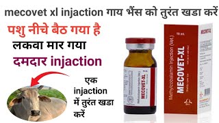 vet injaction  mecovet xl injaction veterinary uses hindi mecovet xl injaction prize veterinarian [upl. by Yendahc547]