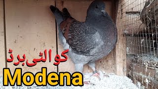 Modena pigeonspigeons loftking pigeons [upl. by Dnalrah]