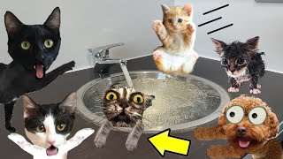 24 horas cuidando bebes gatitos y primer baño de gatito  Videos de gatos graciosos Luna y Estrella [upl. by Konstance]