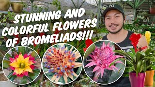 TIPS AND TRICKS SA PAG AALAGA AT PAGPAPAGANDA NG MGA BROMELIADS [upl. by Higgs]