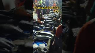 Sassoon dock Colaba Holsale Fish 🐠🐟 Market mumbai youtubeshorts mayna [upl. by Seyler]