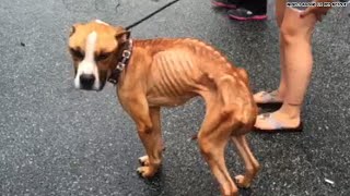 Watch this emaciated boxers journey to recovery [upl. by Icnarf]