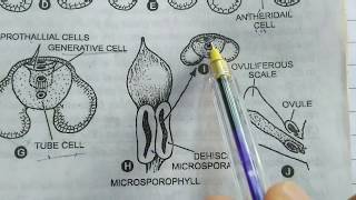 Development of Male Gametophyte in Pinus  micrspore Pollen grains  Gymnosperms [upl. by Grevera]