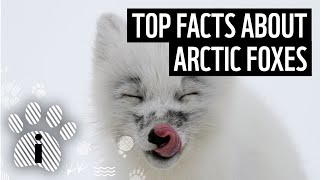 Top 10 Arctic Fox Facts  Animal Fun Facts  WWF [upl. by Elyn12]