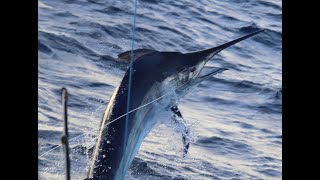 Black Marlin Great Barrier Reef adventure aboard Calypso [upl. by West]