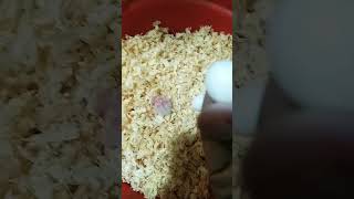 Mashallah Hatching Start season 2024birds parrot birdaviary parrotlover [upl. by Eidroj647]