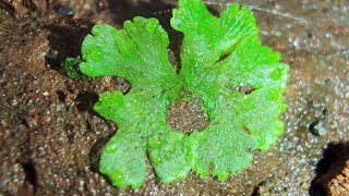 The other bryophytes Liverworts and hornworts [upl. by Libbna648]