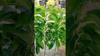 🥑 Tips for successfully planting and growing Grafted Avocado Giant Cardinal  See Comment [upl. by Melton]