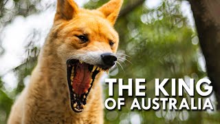 Dingo The King of Australia [upl. by Pearlman469]