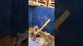 Raccoon Smartly Uses Plank to Get Out of Garbage Container  1302121 [upl. by Fee590]