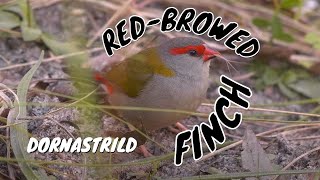 Redbrowed Finch Neochmia temporalis  4 [upl. by Bautista]