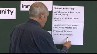 Immunity 7 Natural Killer Cells the Large Lymphocytes [upl. by Charlotta]