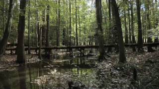 Congaree National Park South Carolina teaser trailer [upl. by Ahsenwahs]