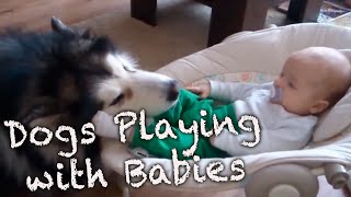 Dogs Playing With Babies Compilation [upl. by Venezia]