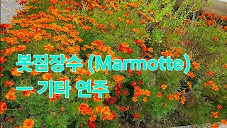 봇짐장수 Marmotte  베토벤 곡 기타 연주 BingoBravo [upl. by Standford961]