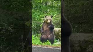 dancing bear magicmike ridemypony funny funnyvideo funnyshorts fyp fypシ゚viral foryou [upl. by Elletsyrc959]