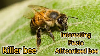 Killer Bee Facts 10 facts about africanized Honey Bees  How to identify africanized bees Killer [upl. by Nitza]