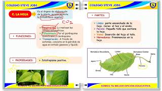 ORGANOLOGÍA VEGETAL PARTE 2 [upl. by Oiramd]