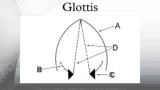 Glottis [upl. by Irrab]