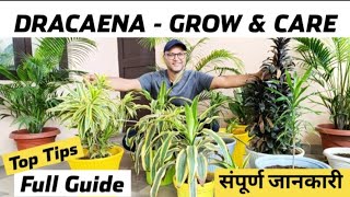 How to Grow DRACAENA PLANT  Care Tips  ड्रेसिना की पूरी जानकारी  Indoor Plant Song Of India [upl. by Enej]