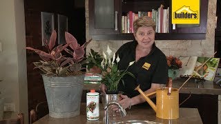 How to Keep Indoor Plants Nourished [upl. by Ainadi]