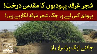 Reality behind planting Gharqad Boxthorn Tree in Israel  Daily Jang [upl. by Ansel749]