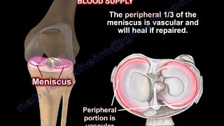 Anatomy Of The Meniscus  Everything You Need To Know  Dr Nabil Ebraheim [upl. by Crudden]