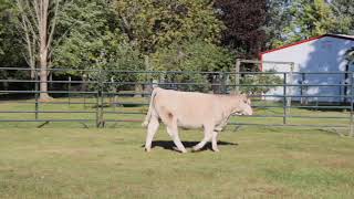 Lot  4 The Right Kind Female Sale 2024 Brandt Brothers Beef and Show Cattle [upl. by Leede]