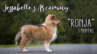 Jezzabelle z Arcamony “Ronja”  3 months old sheltie puppy [upl. by Eniac]