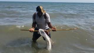 big tarpon catch [upl. by Musihc]