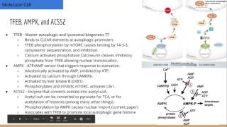 NucleusTranslocated ACSS2 Promotes Autophagic Gene Transcription [upl. by Annoirb]