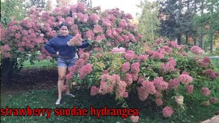 Strawberry Sundae hydrangea [upl. by Yrehcaz550]