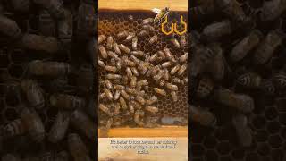 Fastest way to find Bee Queen in the hive  Queen Bee habits  Where to find Bee Queen  Beekeeping [upl. by Lein558]