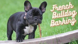 French Bulldog Barking 60s dog barking sound to make your dog bark [upl. by Aninad]