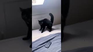 usa cat cats cutecat catlover catsoftiktok fyp foryou foryoupage funny fypシ funnycat [upl. by Dacey]