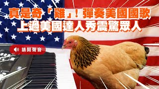 真是奇「雞」！彈奏美國國歌 上過美國達人秀震驚眾人 Chicken Plays Star Spangled Banner on Keyboard｜寵物動物 [upl. by Tarr]