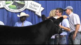 National Junior Angus Show  2009 Steer Show  Sure Champ [upl. by Simmie691]