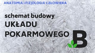 schemat budowy UKŁADU POKARMOWEGO  ANATOMIA i FIZJOLOGIA człowieka  KOREPETYCJE z BIOLOGII  267 [upl. by Nirehtak]