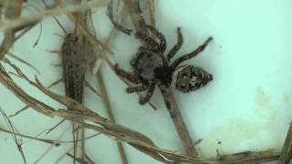 Jumping Spider Catches a Silverfish [upl. by Hgieloj]