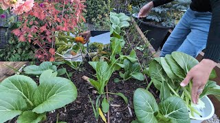 Garden updates harvesting some vegies fruits admiring the leaf colour of Amelanchier Canadensis [upl. by Attelrak]