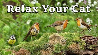 Calming Videos for Cats  TV to Relax Your Cat and My Cat at Home  The Bird Garden [upl. by Bitthia161]