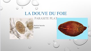 Parasitose et parasites alimentaires la DOUVE vidéo 24 [upl. by Ynney]