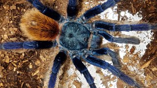 Arachnid Diversity  Eightlegged Diversity Spiders and Their Kin [upl. by Nonna]