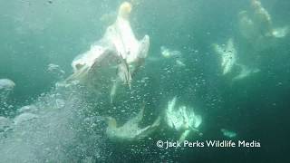 Northern Gannets Shetland Underwater [upl. by Assenav]