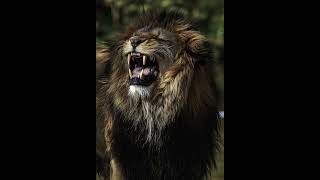 Lion Roar Sound Effects [upl. by Bohman]