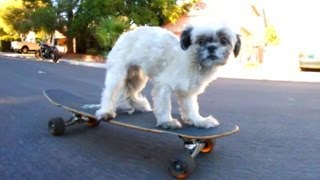 Skateboarding Dog Song [upl. by Nealy]